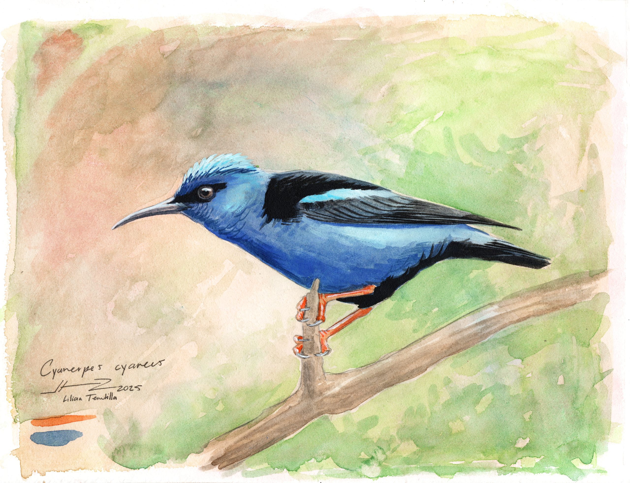 Cyanerpes cyaneus Selva baja caducifolia
